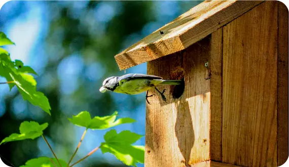 ptak wylatujący z domku dla ptaków